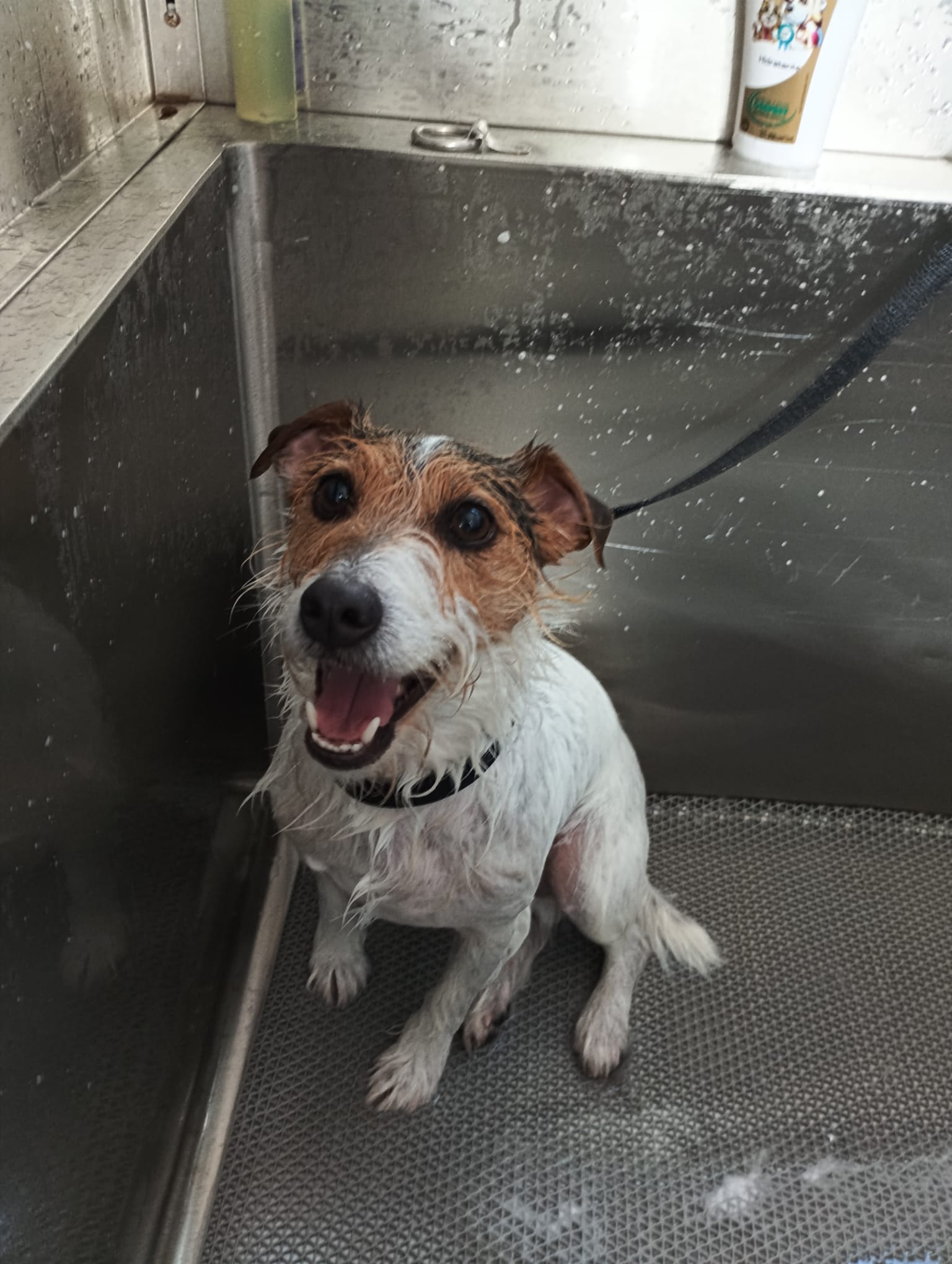 Perrito feliz durante su baño en TR Corte