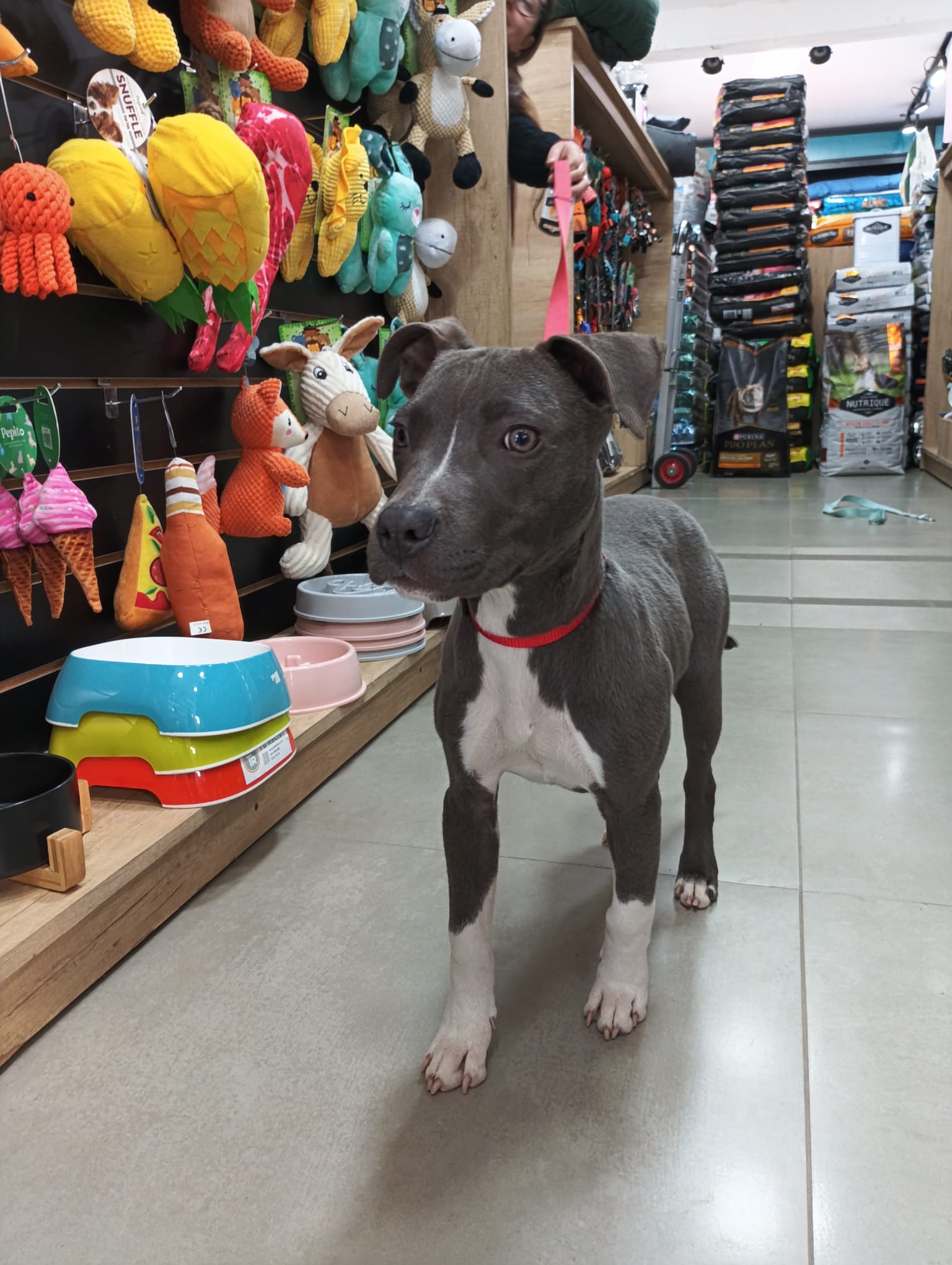 Perrito esperando contento en el local