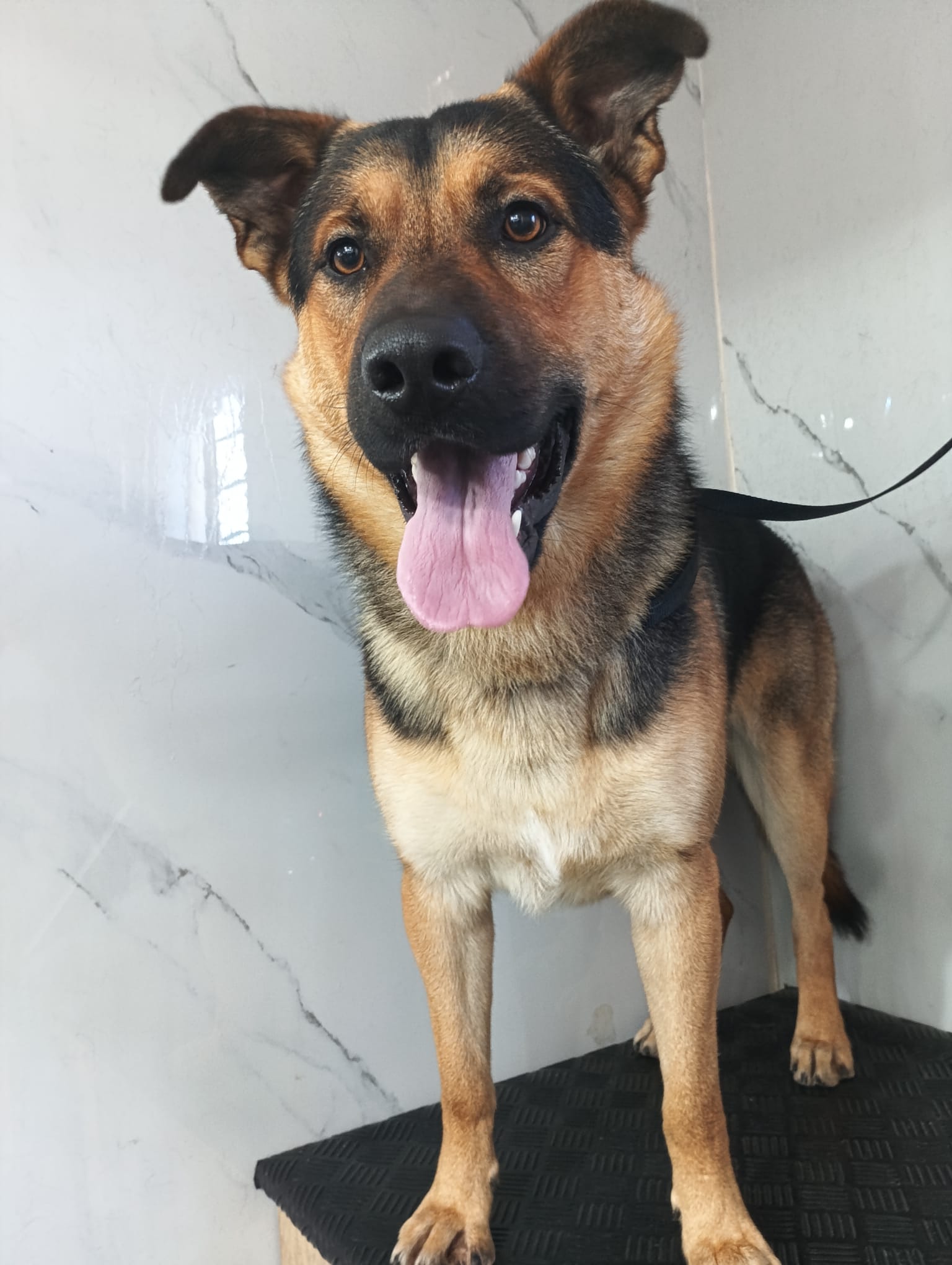 Perro grande sonriendo luego del baño