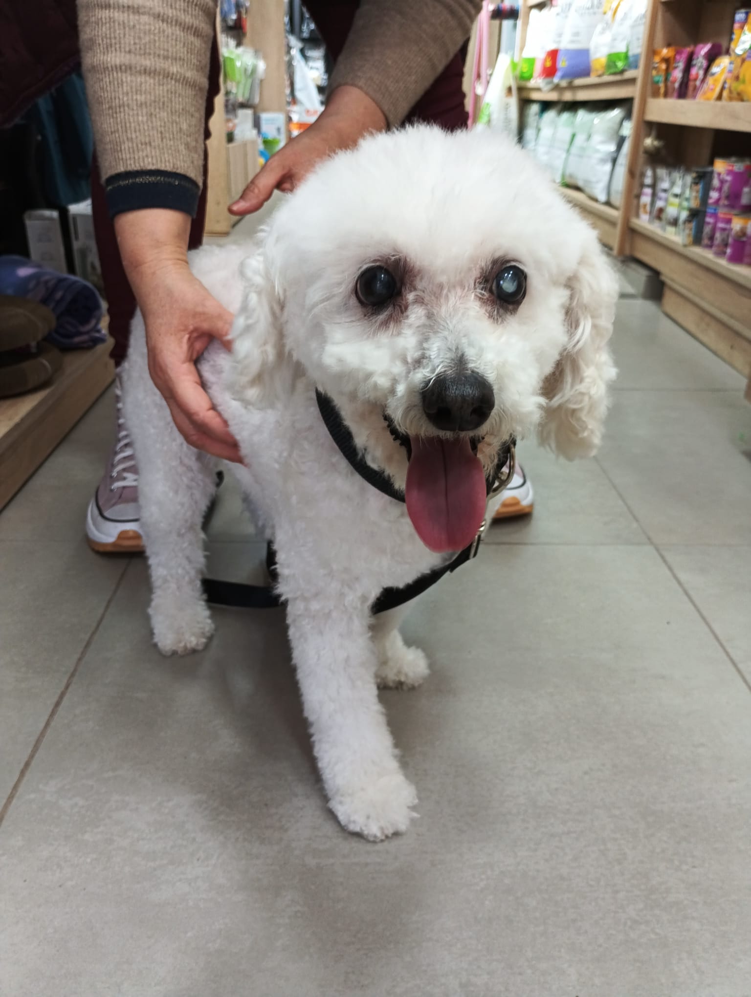 Perrito blanco feliz luego de su visita